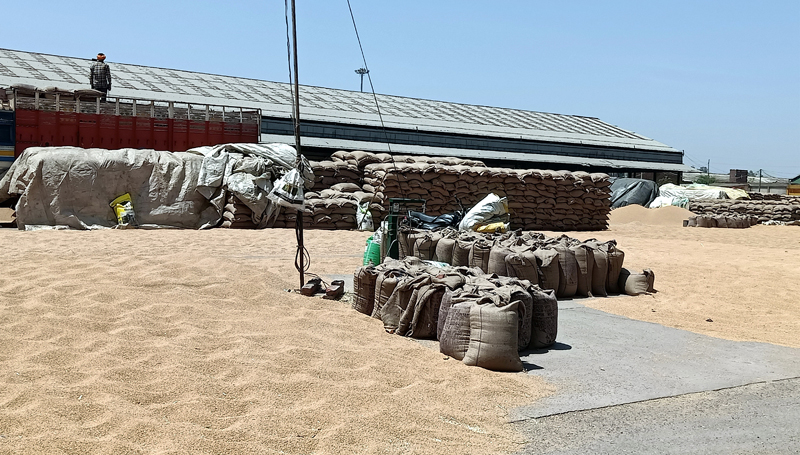 The arrival of wheat in Ghanour Dana Mandi has started